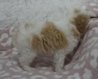 Milo , a male Poodle - Toy  for sale in Nappanee, IN – 3 of 3