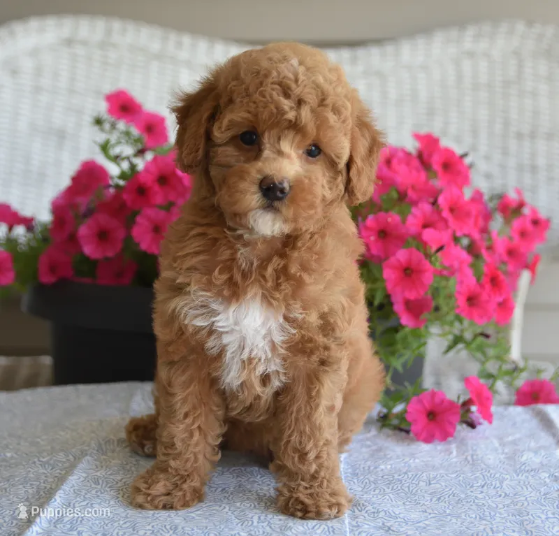 Betsy  – Maltipoo puppy for sale in Nappanee, IN