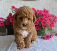 Betsy , a female Maltipoo for sale in Nappanee, IN – 4 of 7