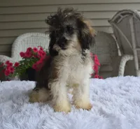 Mikey , a male Poodle - Toy  for sale in Nappanee, IN – 9 of 9