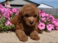Lawson, a male Irish Doodle for sale in Nappanee, IN – 6 of 7