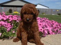 Lainey , a female Irish Doodle for sale in Nappanee, IN – 3 of 8