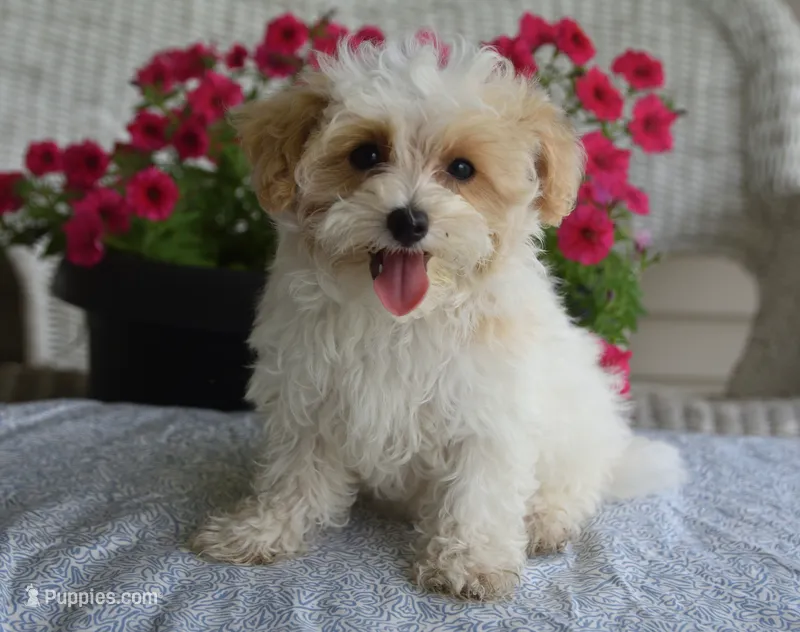 Sycamore – Maltipoo puppy for sale in Nappanee, IN