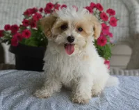 Sycamore, a male Maltipoo for sale in Nappanee, IN – 1 of 9