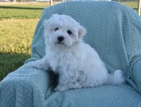 Thumper, a male Maltipoo for sale in Nappanee, IN – 7 of 8