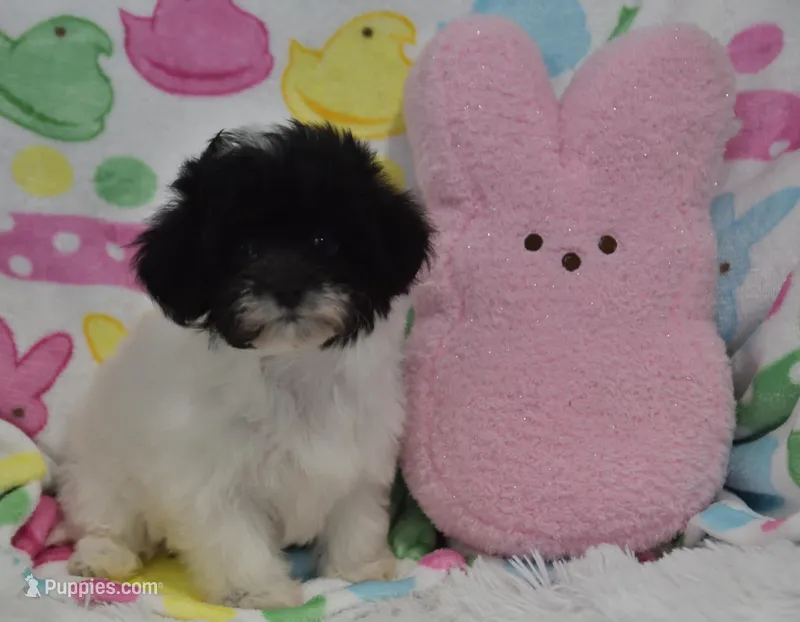 Brooklynn  – Maltipoo puppy for sale in Nappanee, IN