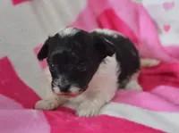 Brooklynn , a female Maltipoo for sale in Nappanee, IN – Photo 2 of 4