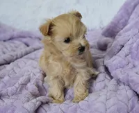 Maple T-cup, a female Maltipoo for sale in Nappanee, IN – 5 of 5