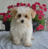 Sycamore, a male Maltipoo for sale in Nappanee, IN – 7 of 9