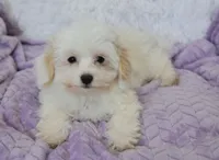 Abby , a female Maltipoo for sale in Nappanee, IN – 6 of 10