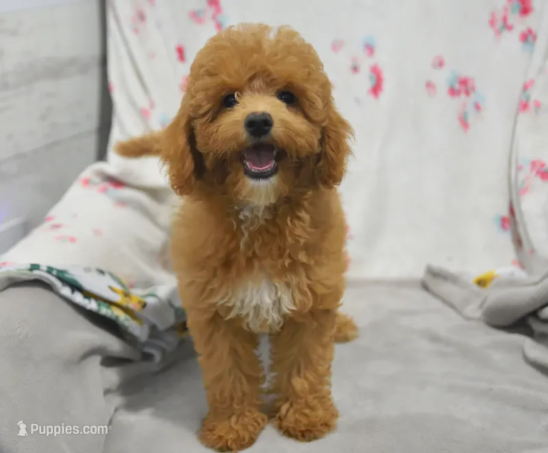 Betsy  – Maltipoo puppy for sale in Nappanee, IN