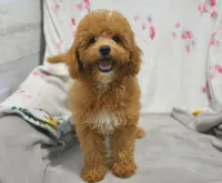 Betsy , a female Maltipoo for sale in Nappanee, IN – 1 of 10