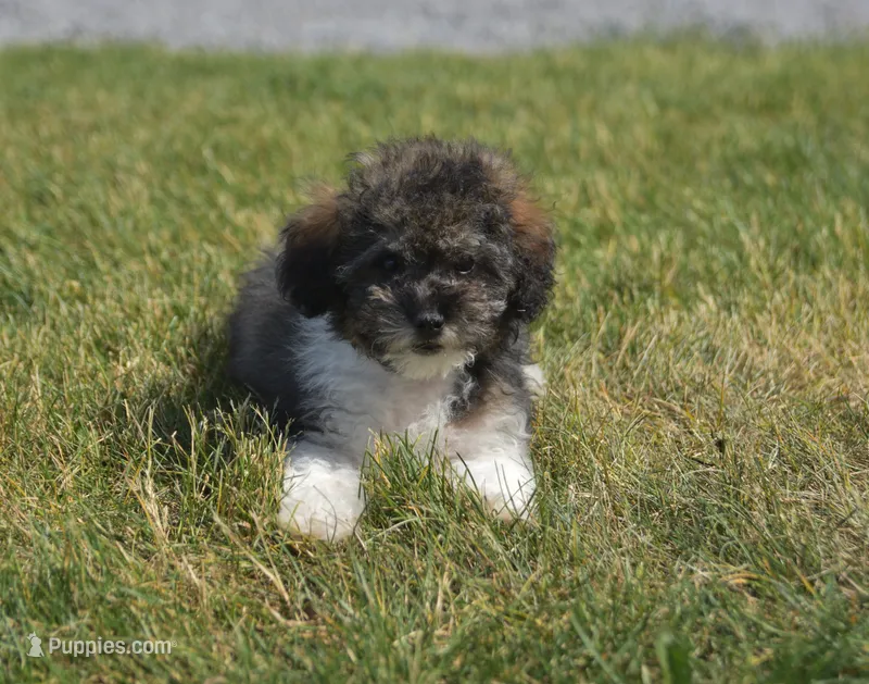 Mikey  – Poodle - Toy  puppy for sale in Nappanee, IN
