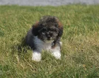Mikey , a male Poodle - Toy  for sale in Nappanee, IN – 2 of 7
