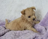 Maple T-cup, a female Maltipoo for sale in Nappanee, IN – 2 of 5