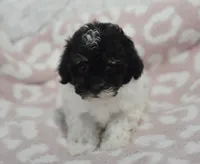 Alexis , a female Maltipoo for sale in Nappanee, IN – 4 of 5