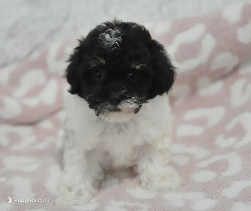 Alexis  – Maltipoo puppy for sale in Nappanee, IN