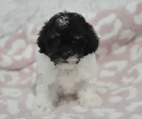 Alexis , a female Maltipoo for sale in Nappanee, IN – 1 of 5