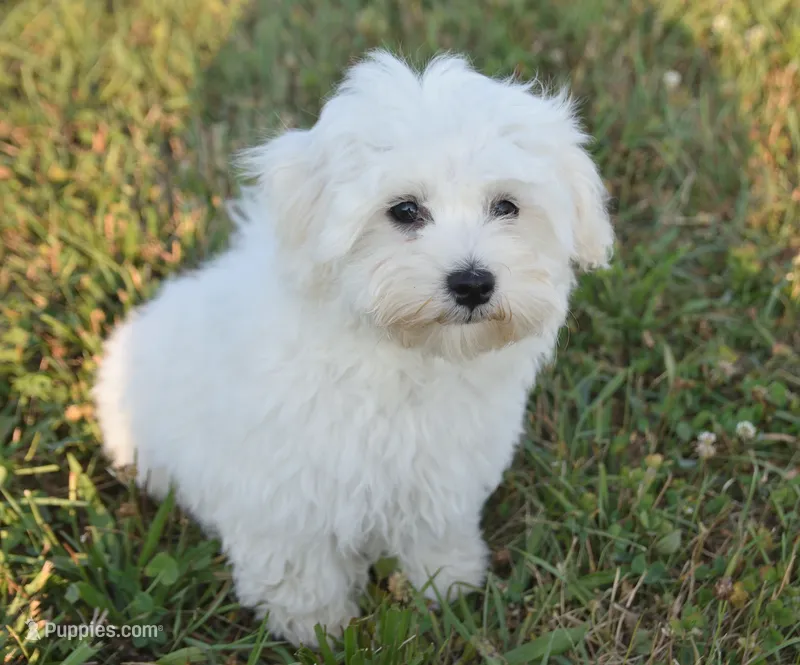 Thumper – Maltipoo puppy for sale in Nappanee, IN