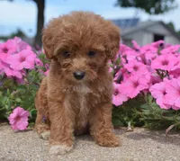 Lily , a female Irish Doodle for sale in Nappanee, IN – 2 of 6