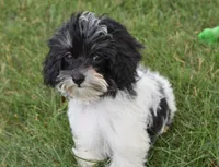 Alyssa , a female Maltipoo for sale in Nappanee, IN – 8 of 9