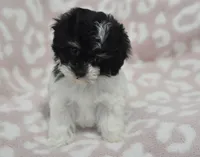 Alyssa , a female Maltipoo for sale in Nappanee, IN – 4 of 7