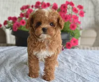 Paisley, a female Maltipoo for sale in Nappanee, IN – 9 of 10