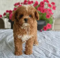 Paisley, a female Maltipoo for sale in Nappanee, IN – 10 of 10