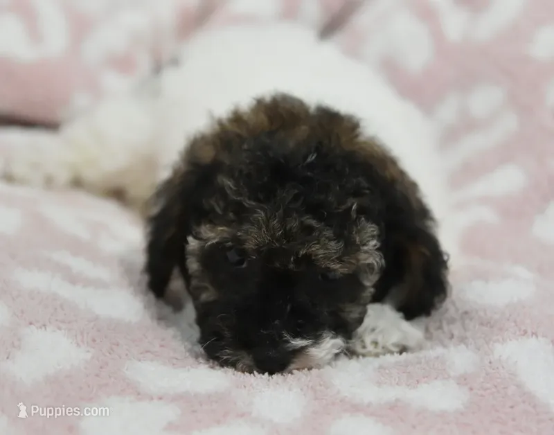 Madison  – Poodle - Toy  puppy for sale in Nappanee, IN