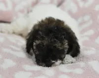Madison , a male Poodle - Toy  for sale in Nappanee, IN – 1 of 3