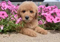 Lacey , a male Irish Doodle for sale in Nappanee, IN – 4 of 5