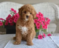 Betsy , a female Maltipoo for sale in Nappanee, IN – 3 of 7
