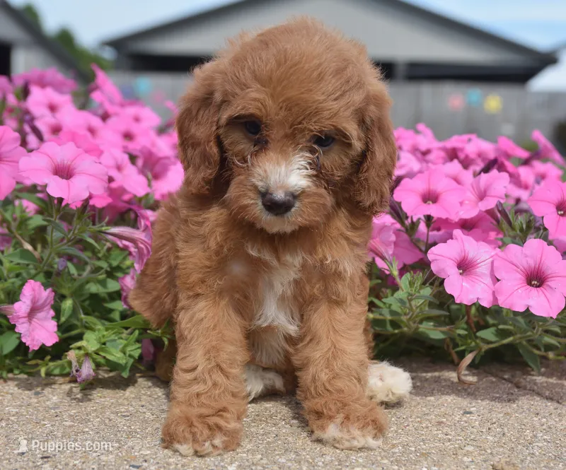 Livy  – Irish Doodle puppy for sale in Nappanee, IN