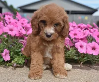 Livy , a female Irish Doodle for sale in Nappanee, IN – 1 of 4