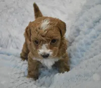 Brille, a female Maltipoo for sale in Nappanee, IN – Photo 3 of 7