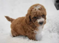 Brille, a female Maltipoo for sale in Nappanee, IN – Photo 6 of 7