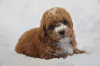 Brille, a female Maltipoo for sale in Nappanee, IN – Photo 1 of 7