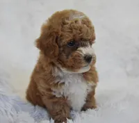 Brille, a female Maltipoo for sale in Nappanee, IN – Photo 7 of 7