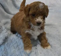 Brille, a female Maltipoo for sale in Nappanee, IN – Photo 2 of 7