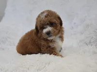 Brille, a female Maltipoo for sale in Nappanee, IN – Photo 5 of 7