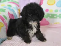 Molly , a female Poodle - Toy  for sale in Nappanee, IN – Photo 8 of 8