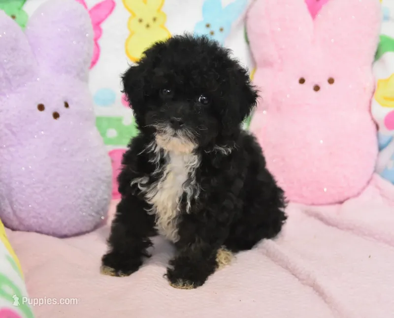 Molly  – Poodle - Toy  puppy for sale in Nappanee, IN