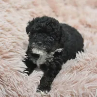 Molly , a female Poodle - Toy  for sale in Nappanee, IN – Photo 2 of 8