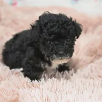 Molly , a female Poodle - Toy  for sale in Nappanee, IN – Photo 5 of 8