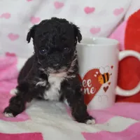 Molly , a female Poodle - Toy  for sale in Nappanee, IN – Photo 3 of 8