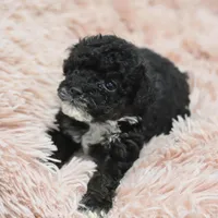 Molly , a female Poodle - Toy  for sale in Nappanee, IN – Photo 6 of 8