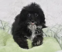 Molly , a female Poodle - Toy  for sale in Nappanee, IN – 4 of 5