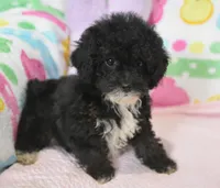 Molly , a female Poodle - Toy  for sale in Nappanee, IN – Photo 7 of 8
