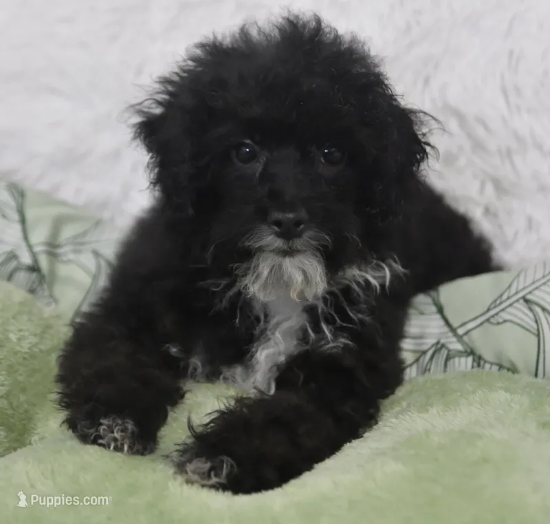 Molly  – Poodle - Toy  puppy for sale in Nappanee, IN