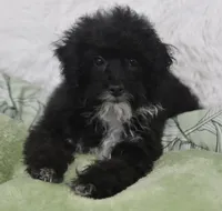 Molly , a female Poodle - Toy  for sale in Nappanee, IN – 1 of 5